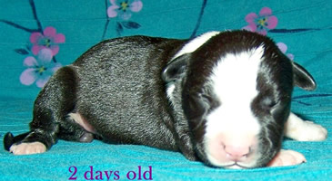 DDDawgs Daisy Cutter